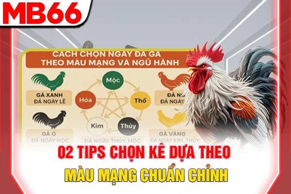 Màu Mạng Đá Gà - Bí Quyết Phong Thuỷ Cho Người Chơi 7 02 tips chọn kê dựa theo màu mạng chuẩn chỉnh