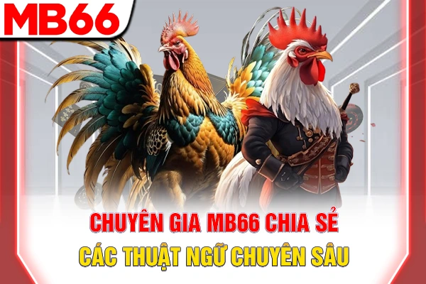 Thuật Ngữ Đá Gà - Từ Điển Chuyên Môn Cần Phải Nắm Rõ 6 Chuyên gia MB66 chia sẻ các thuật ngữ chuyên sâu