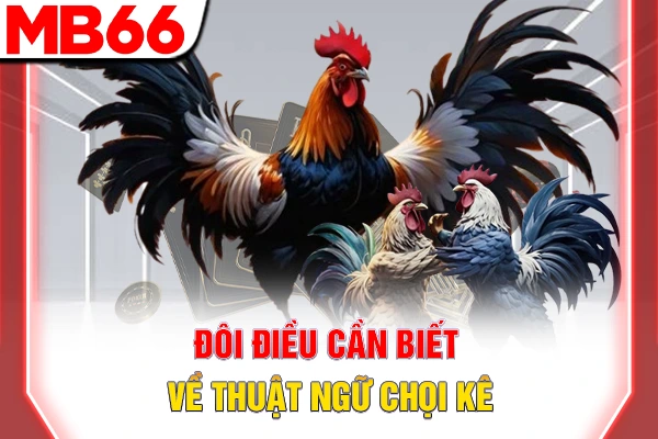 Thuật Ngữ Đá Gà - Từ Điển Chuyên Môn Cần Phải Nắm Rõ 5 Đôi điều cần biết về thuật ngữ chọi kê