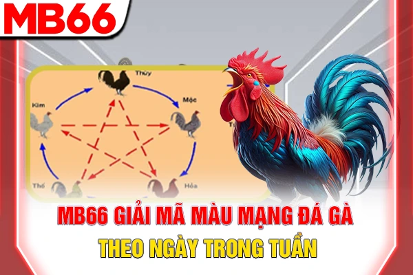 Màu Mạng Đá Gà - Bí Quyết Phong Thuỷ Cho Người Chơi 6 MB66 giải mã màu mạng đá gà theo ngày trong tuần