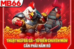 Thuật Ngữ Đá Gà - Từ Điển Chuyên Môn Cần Phải Nắm Rõ