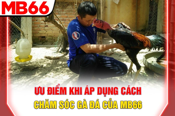 Cách Nuôi Gà Đá - Bí Kíp Chăm Sóc Chiến Kê Sung Mãn 5 Ưu điểm khi áp dụng cách chăm sóc gà đá của MB66